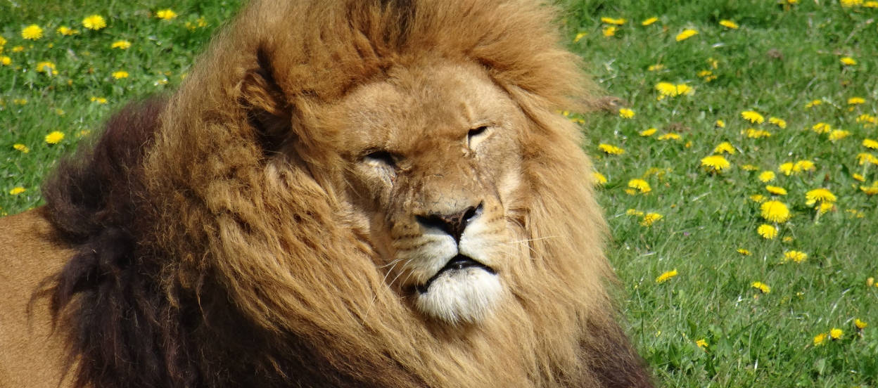 Lion sitting at Yorkshire Wildlife Park
