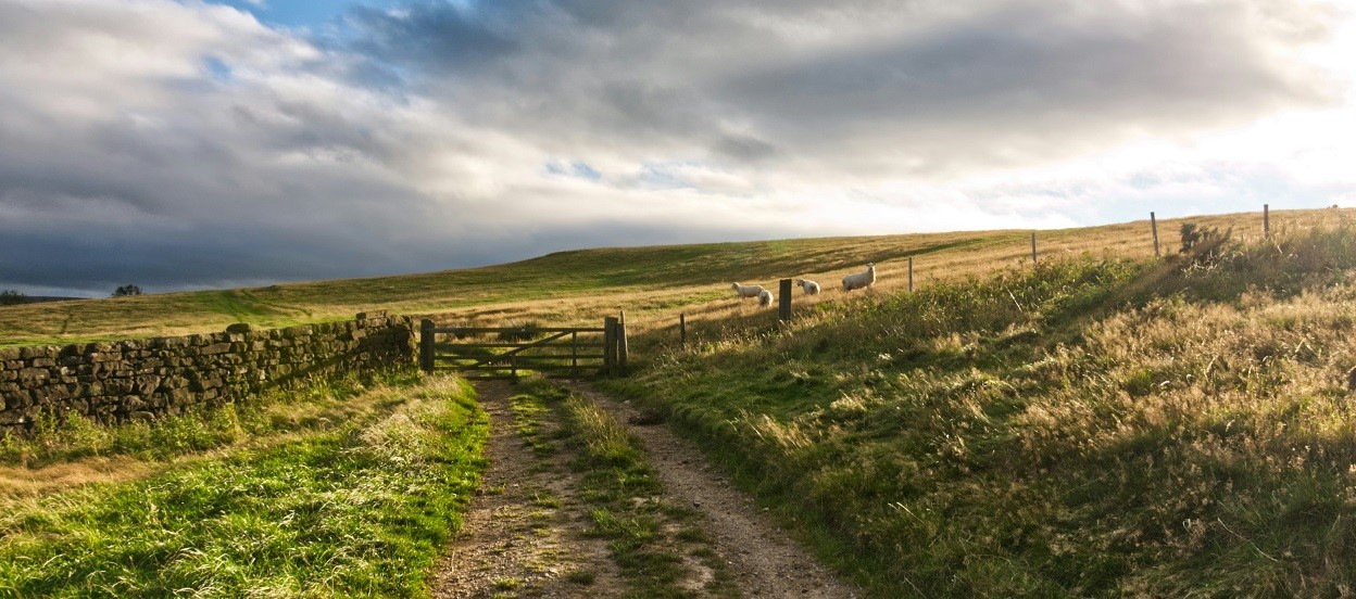 North York Moors Fields